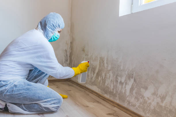 Licensed Commercial Mold Remediation service in Hallandale, FL - WQB Mold Removal